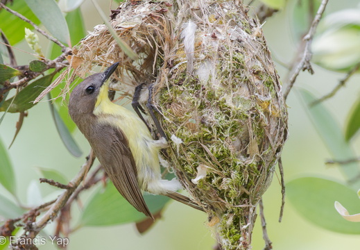 Golden-bellied Gerygone