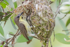 Golden-bellied Gerygone-110329-101EOS1D-FYAP4788-W.jpg