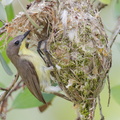 Golden-bellied_Gerygone-110329-101EOS1D-FYAP4788-W.jpg