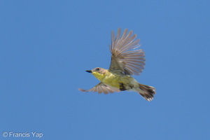 Golden-bellied Gerygone-260510-188FRYAP-FYA00504-W.jpg