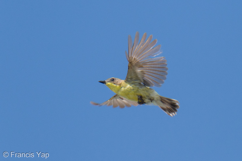 Golden-bellied_Gerygone-260510-188FRYAP-FYA00504-W.jpg