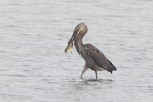 Great-billed Heron-120129-107EOS1D-FYAP8700-W.jpg