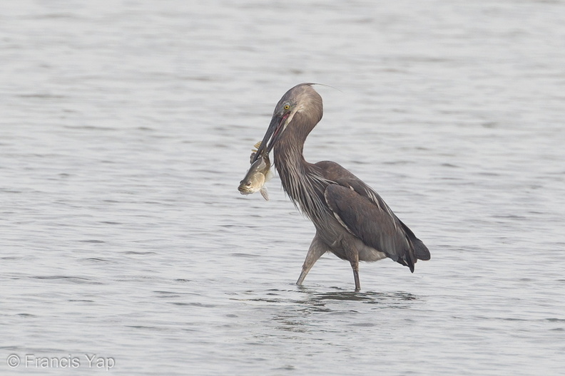 Great-billed_Heron-120129-107EOS1D-FYAP8700-W.jpg