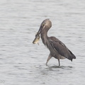 Great-billed_Heron-120129-107EOS1D-FYAP8700-W.jpg