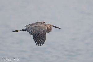 Great-billed Heron-180404-109ND500-FYP_0054-W.jpg