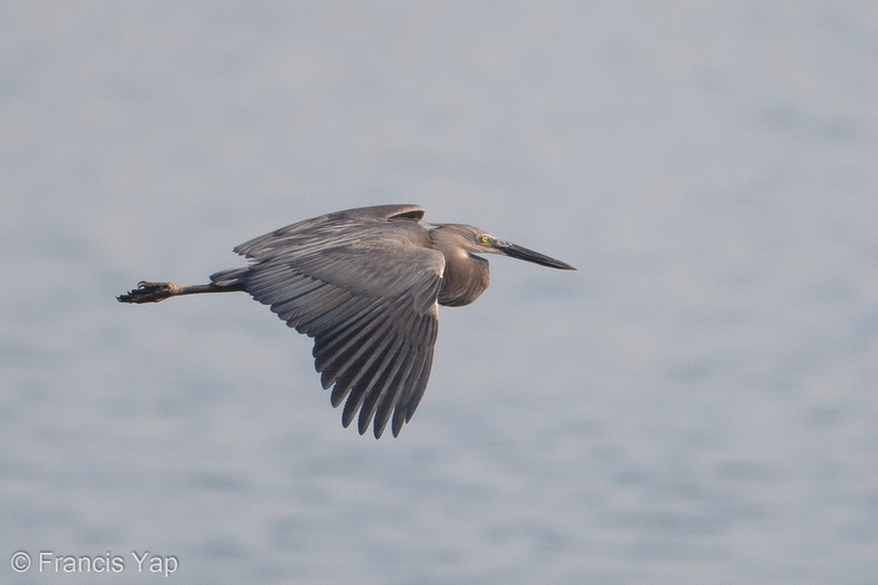 Great-billed_Heron-180404-109ND500-FYP_0054-W.jpg