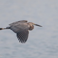 Great-billed_Heron-180404-109ND500-FYP_0054-W.jpg