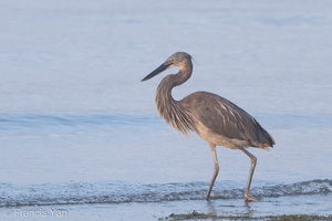 Great-billed Heron-190721-118ND500-FYP_6871-W.jpg