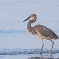 Great-billed_Heron-190721-118ND500-FYP_6871-W.jpg