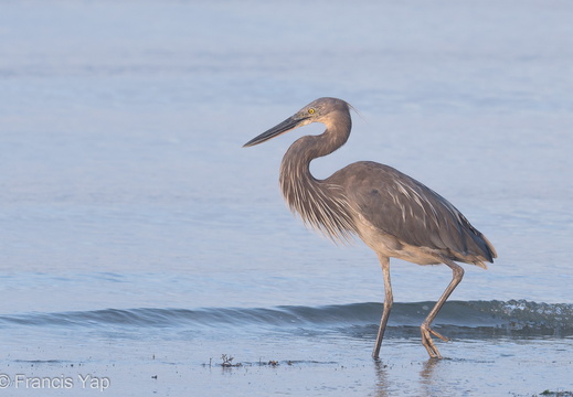 Great-billed Heron