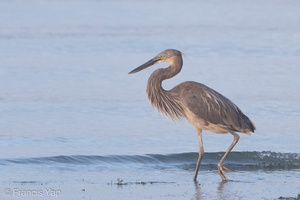 Great-billed Heron-190721-118ND500-FYP_6893-W.jpg