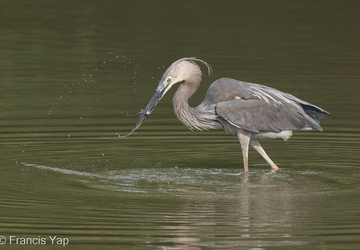 Great-billed Heron - display this album Great-billed Heron