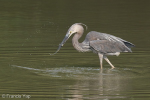 Great-billed Heron-230624-207MSDCF-FYP00459-W.jpg