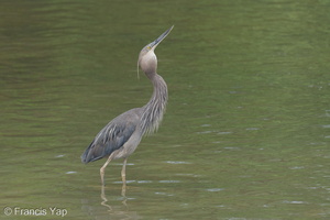Great-billed Heron-250828-121FRYAP-FYA04034-W.jpg