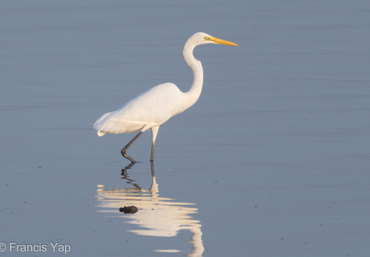 Great Egret