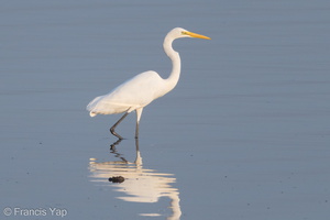 Great Egret-180404-108ND500-FYP_9992-W.jpg