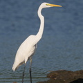 Great_Egret-200201-111MSDCF-FYP04606-W.jpg