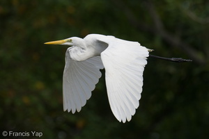 Great Egret-220109-136MSDCF-FRY00735-W.jpg