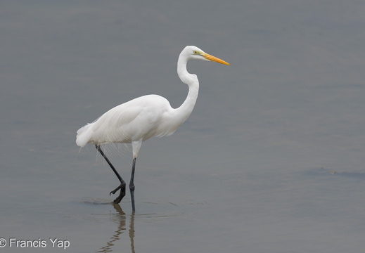 Great Egret - display this album Great Egret