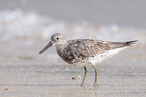 Great Knot-160813-103EOS1D-F1X23399-W.jpg