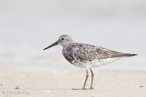 Great Knot-160813-103EOS1D-F1X23740-W.jpg