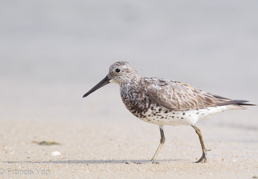 Great Knot