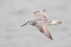 Great Knot-160813-103EOS1D-F1X24421-W.jpg