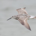 Great_Knot-160813-103EOS1D-F1X24421-W.jpg
