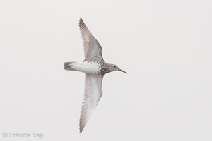 Great Knot-160814-103EOS1D-F1X24684-W.jpg