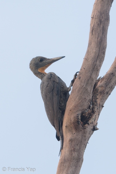 Great_Slaty_Woodpecker-180511-109ND500-FYP_6586-W.jpg