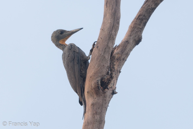 Great_Slaty_Woodpecker-180511-109ND500-FYP_6588-W.jpg