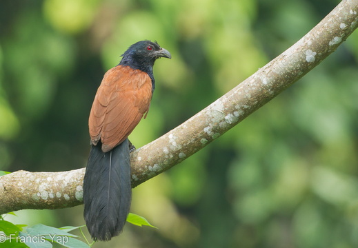 Greater Coucal