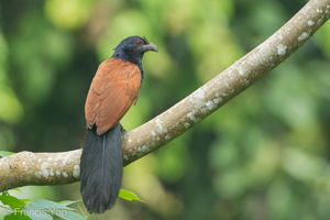 Greater Coucal-120516-111EOS1D-FYAP1922-W.jpg