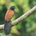 Greater_Coucal-120516-111EOS1D-FYAP1922-W.jpg