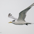 Greater_Crested_Tern-201018-120MSDCF-FYP01258-W.jpg