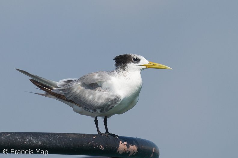 Greater_Crested_Tern-240928-246MSDCF-FYP03822-W.jpg