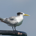 Greater_Crested_Tern-240928-246MSDCF-FYP03822-W.jpg