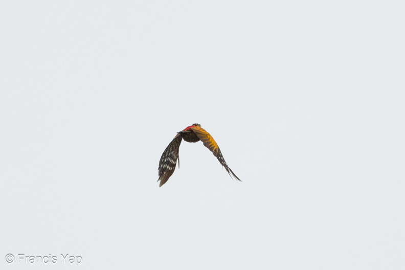 Greater_Flameback-240428-226MSDCF-FYP01927-W.jpg