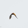 Greater_Flameback-240428-226MSDCF-FYP01927-W.jpg