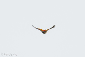 Greater Flameback-240428-226MSDCF-FYP01928-W.jpg