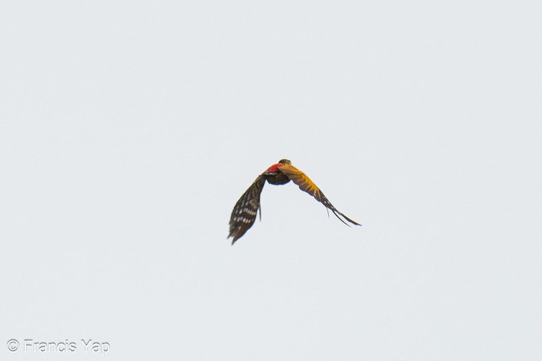 Greater_Flameback-240428-226MSDCF-FYP01929-W.jpg