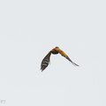 Greater_Flameback-240428-226MSDCF-FYP01929-W.jpg