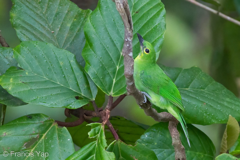 Greater_Green_Leafbird-110512-102EOS1D-FYAP7514-W.jpg