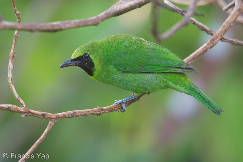 Greater_Green_Leafbird-150506-120EOS1D-FY1X9782-W.jpg