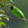 Greater_Green_Leafbird-211126-129MSDCF-FRY03817-W.jpg