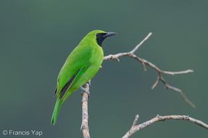 Greater Green Leafbird-250912-123FRYAP-FYA01290-W.jpg