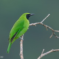 Greater_Green_Leafbird-250912-123FRYAP-FYA01290-W.jpg