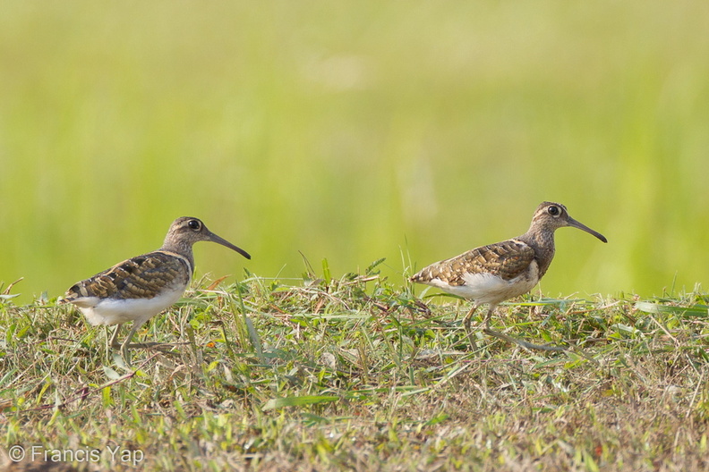 Greater_Painted-snipe-110902-105EOS1D-FYAP0760-W.jpg