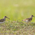 Greater_Painted-snipe-110902-105EOS1D-FYAP0760-W.jpg