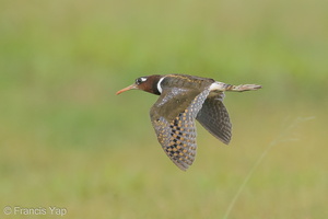 Greater Painted-snipe-120303-109EOS1D-FYAP5372-W.jpg